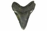 Fossil Megalodon Tooth - South Carolina #130794-1